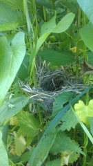 Acrocephalus scirpaceus