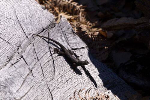 iNaturalist observation photo of Western Fence Lizard