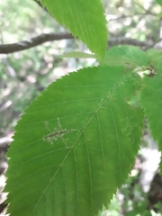 Caloptilia ostryaeella