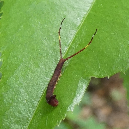 White Furcula Moth photo 6