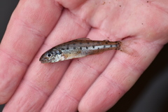 Percopsis omiscomaycus