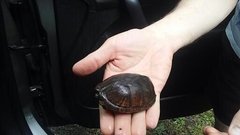 Sternotherus