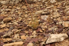 Albuca spiralis