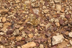 Albuca spiralis