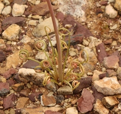 Albuca spiralis