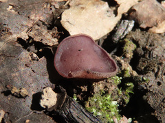 Geoscypha violacea