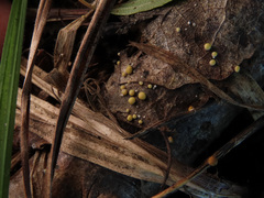 Trichoderma foliicola