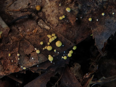 Trichoderma foliicola