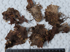 Trichoderma foliicola