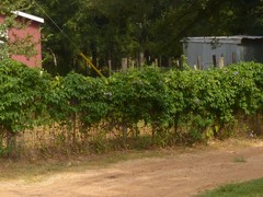 Passiflora incarnata × cincinnata