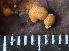 Trichoderma foliicola