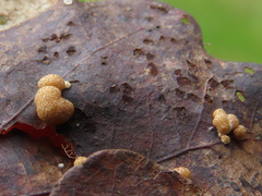 Trichoderma foliicola