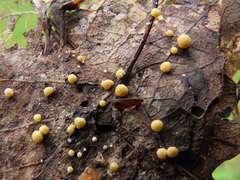 Trichoderma foliicola