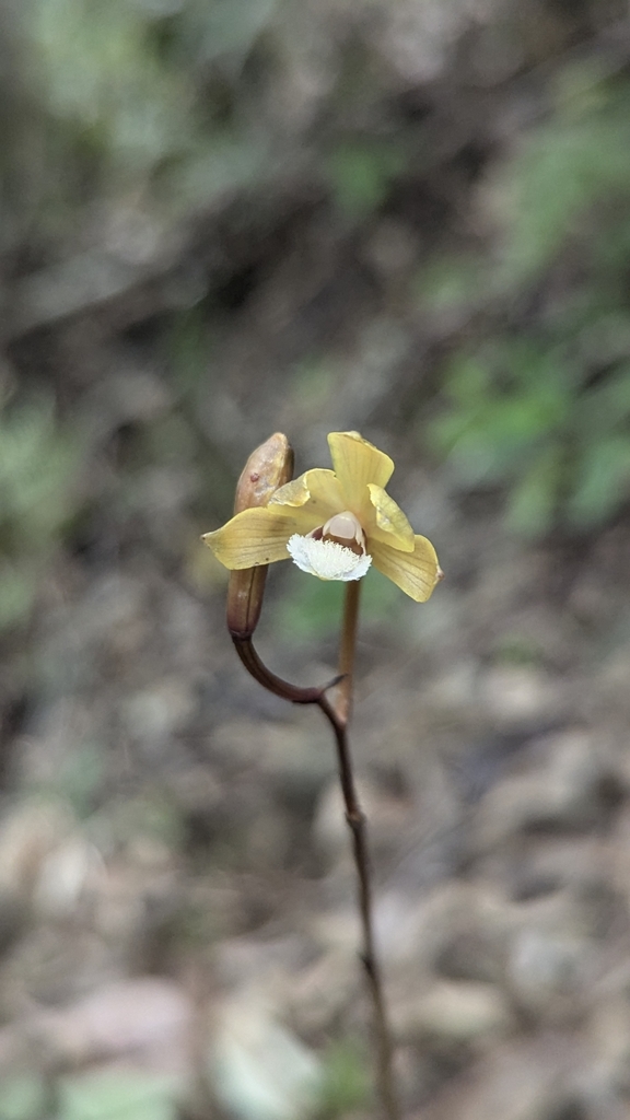 Lecanorchis cerina