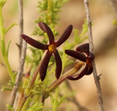 Jamesbrittenia atropurpurea