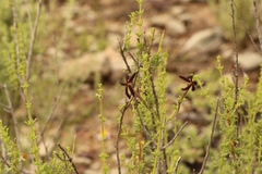 Jamesbrittenia atropurpurea