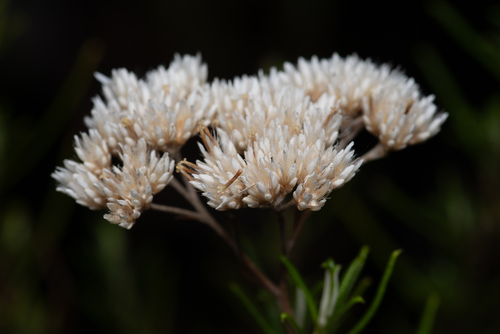 Cassinia complanata, photograph 4