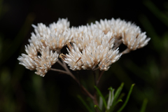 (c) Bruce Cathie, some rights reserved (CC BY) Cassinia complanata, photograph (c) Bruce Cathie, some rights reserved (CC BY)