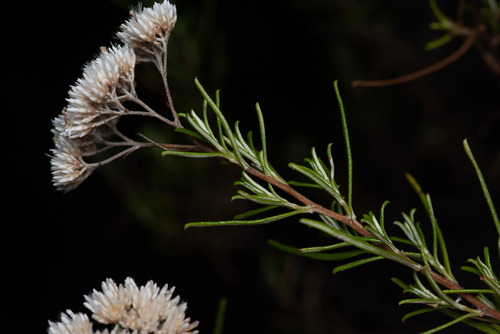 Cassinia complanata, photograph 5