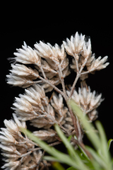 Cassinia complanata, photograph (c) Bruce Cathie, some rights reserved (CC BY)