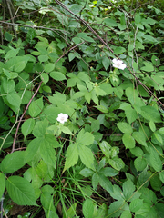 Geranium nodosum