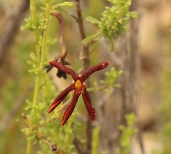 Jamesbrittenia atropurpurea