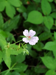 Geranium nodosum