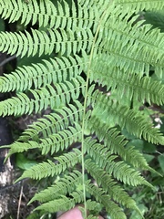 Athyriaceae