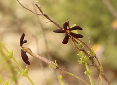 Jamesbrittenia atropurpurea