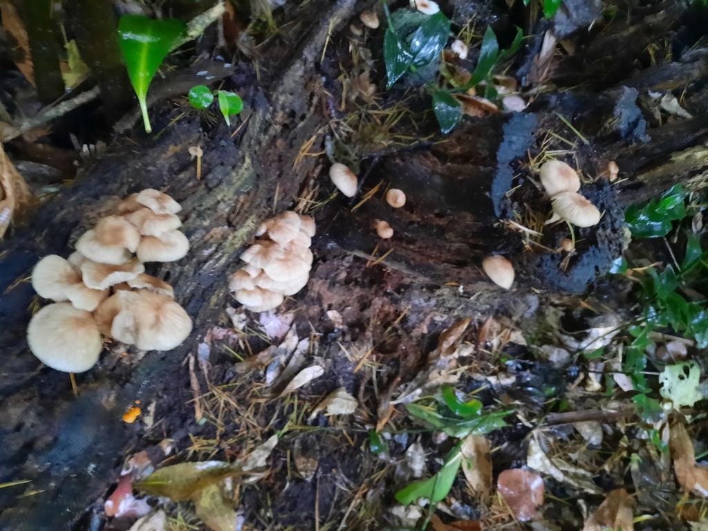 Collybiopsis subpruinosa · April 2025 · photo: © maxxrandomnumbers (iNaturalist, cc0)