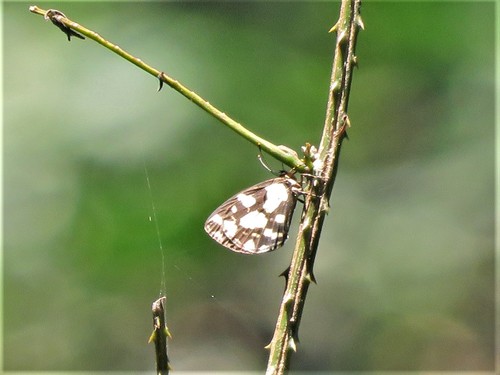 Oriental Marble