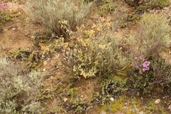 Hermannia althaeifolia