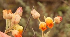 Hermannia althaeifolia