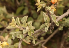 Hermannia althaeifolia