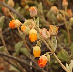 Hermannia althaeifolia