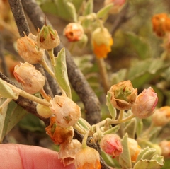 Hermannia althaeifolia