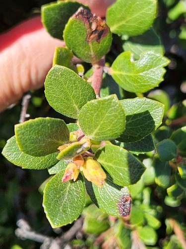 Arctostaphylos pacifica, 2025-04-04