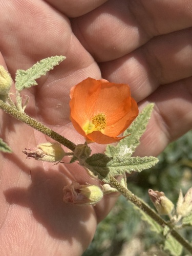 Emory's globemallow (Sphaeralcea emoryi)