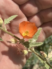 Sphaeralcea emoryi