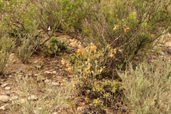 Hermannia althaeifolia