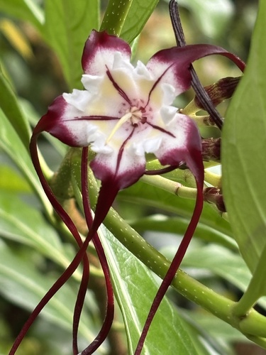 Strophanthus caudatus observed 2025-04-05