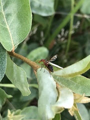 Cephaliini
