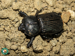 Phileurus affinis