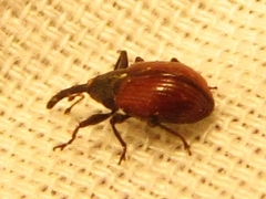 Anthonomus haematopus