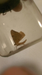 Gandaritis pyraliata