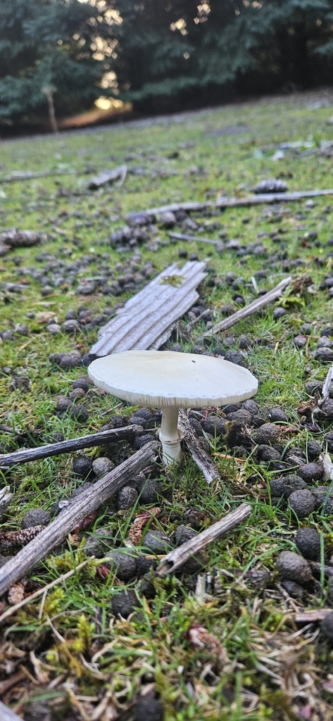 Leucocoprinus leucothites · April 2025 · photo: © shane212 (iNaturalist, cc0)