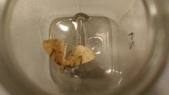 Gandaritis pyraliata