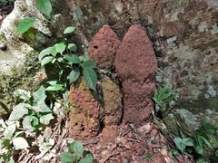 Acanthotermes acanthothorax