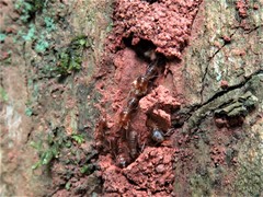 Acanthotermes acanthothorax