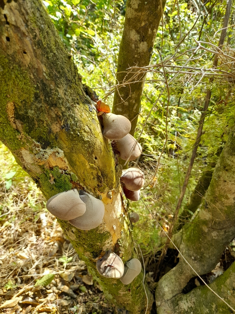 Auricularia cornea · April 2025 · photo: © mphnz (iNaturalist, cc0)